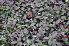 Hemigraphis alternata